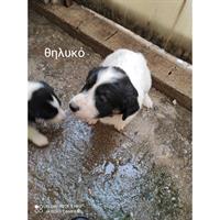 Δίνεται για υιοθεσία - χαρίζεται ημίαιμος σκυλάκος Border Collie - Μπόρντερ Κόλεϋ