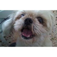 Δίνεται για υιοθεσία - χαρίζεται σκυλάκος Shih Tzu - Σιχ Τσου