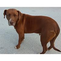 Δίνεται για υιοθεσία - χαρίζεται ημίαιμος σκυλάκος American Staffordshire Terrier - Τεριέ