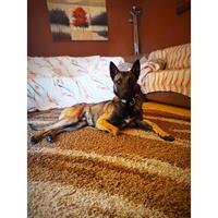 Δίνεται για υιοθεσία - χαρίζεται σκυλάκος Malinois - Μαλινουά