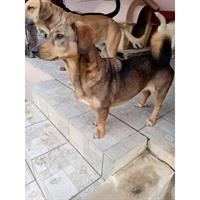 Δίνεται για υιοθεσία - χαρίζεται ημίαιμη σκυλίτσα Dachshund - Ντατσχάουντ - Λουκάνικο