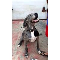 Δίνεται για υιοθεσία - χαρίζεται σκυλίτσα Greek Molossus of Epirus - Μολοσσός της Ηπείρου