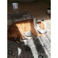 Δίνεται για υιοθεσία - χαρίζεται σκυλάκος American Staffordshire Terrier - Τεριέ