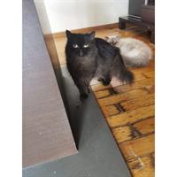 Δίνεται για υιοθεσία - χαρίζεται γάτα Persian - Περσική