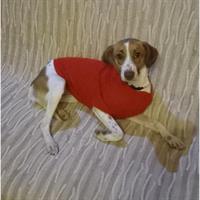 Δίνεται για υιοθεσία - χαρίζεται ημίαιμη σκυλίτσα Jack Russell Terrier - Τζακ Ράσελ Τεριέ