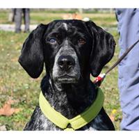 Δίνεται για υιοθεσία - χαρίζεται ημίαιμη σκυλίτσα Kurzhaar - Κουρτσχαάρ