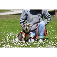 Δίνεται για υιοθεσία - χαρίζεται ημίαιμος σκυλάκος Jack Russell Terrier - Τζακ Ράσελ Τεριέ