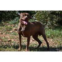 Δίνεται για υιοθεσία - χαρίζεται σκυλάκος Boxer - Μπόξερ 