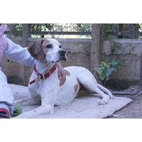 Δίνεται για υιοθεσία - χαρίζεται σκυλάκος Pointer - Πόιντερ