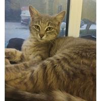 Δίνεται για υιοθεσία - χαρίζεται ημίαιμη γάτα Russian - Ρωσσική