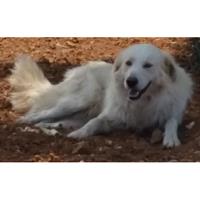 Δίνεται για υιοθεσία - χαρίζεται σκυλάκος Golden Retriever - Γκόλντεν Ριτρίβερ