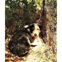 Δίνεται για υιοθεσία - χαρίζεται ημίαιμη σκυλίτσα Griffon - Γκριφόν