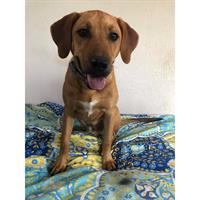 Δίνεται για υιοθεσία - χαρίζεται ημίαιμος σκυλάκος Weimaraner - Βαϊμαράνερ 