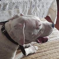 Δίνεται για υιοθεσία - χαρίζεται σκυλίτσα Dogo Argentino - Ντόγκο Αρτζεντίνο