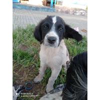 Δίνεται για υιοθεσία - χαρίζεται ημίαιμος σκυλάκος Coker Spaniel - Κόκερ Σπάνιελ