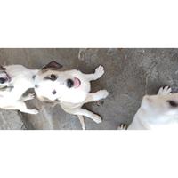 Δίνεται για υιοθεσία - χαρίζεται ημίαιμος σκυλάκος Central Asian Shepherd - Ποιμενικός Κεντρ. Ασίας