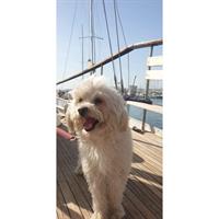 Δίνεται για υιοθεσία - χαρίζεται ημίαιμος σκυλάκος Caniche - Poodle - Κανίς