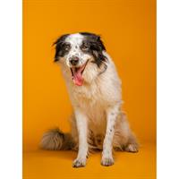 Δίνεται για υιοθεσία - χαρίζεται ημίαιμος σκυλάκος Border Collie - Μπόρντερ Κόλεϋ