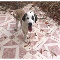 Δίνεται για υιοθεσία - χαρίζεται ημίαιμος σκυλάκος Central Asian Shepherd - Ποιμενικός Κεντρ. Ασίας