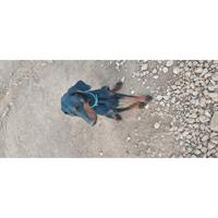 Δίνεται για υιοθεσία - χαρίζεται σκυλίτσα Doberman - Ντόμπερμαν