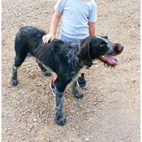 Δίνεται για υιοθεσία - χαρίζεται σκυλάκος Drahthaar - Ντρατχάαρ