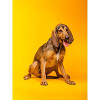 Δίνεται για υιοθεσία - χαρίζεται ημίαιμος σκυλάκος Segugio - Σεγκούτσι