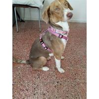 Δίνεται για υιοθεσία - χαρίζεται ημίαιμη σκυλίτσα Weimaraner - Βαϊμαράνερ 