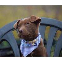 Δίνεται για υιοθεσία - χαρίζεται ημίαιμος σκυλάκος American Staffordshire Terrier - Τεριέ