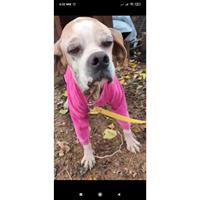 Δίνεται για υιοθεσία - χαρίζεται σκυλάκος Pointer - Πόιντερ