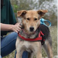 Δίνεται για υιοθεσία - χαρίζεται ημίαιμη σκυλίτσα Collie - Κόλεϊ 