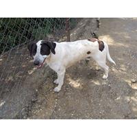 Δίνεται για υιοθεσία - χαρίζεται ημίαιμος σκυλάκος Pointer - Πόιντερ