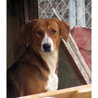 Δίνεται για υιοθεσία - χαρίζεται σκυλίτσα Beagle - Μπηγκλ