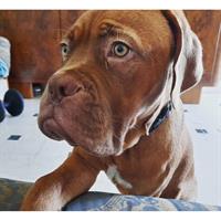 Δίνεται για υιοθεσία - χαρίζεται σκυλάκος Dogue de Bordeaux - Ντογκ ντε Μπορντώ