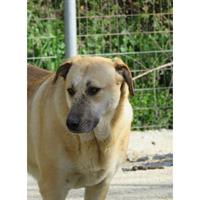 Δίνεται για υιοθεσία - χαρίζεται ημίαιμη σκυλίτσα Kangal - Κάνγκαλ