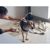 Δίνεται για υιοθεσία - χαρίζεται σκυλάκος Beagle - Μπηγκλ