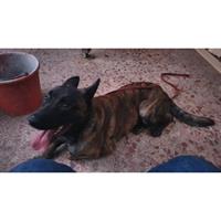 Δίνεται για υιοθεσία - χαρίζεται σκυλάκος Dutch Shepherd - Ολλανδικό Ποιμενικό