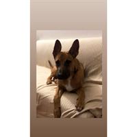 Δίνεται για υιοθεσία - χαρίζεται ημίαιμος σκυλάκος Malinois - Μαλινουά