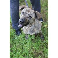 Δίνεται για υιοθεσία - χαρίζεται ημίαιμη σκυλίτσα American Staffordshire Terrier - Τεριέ