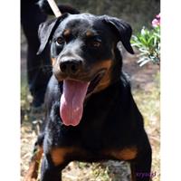 Δίνεται για υιοθεσία - χαρίζεται ημίαιμος σκυλάκος Rottweiler - Ροτβάιλερ