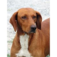 Δίνεται για υιοθεσία - χαρίζεται ημίαιμος σκυλάκος Vizsla - Βιζλα