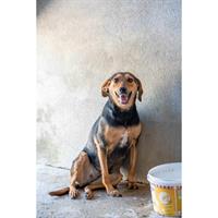 Δίνεται για υιοθεσία - χαρίζεται ημίαιμη σκυλίτσα Greek Harehound - Ελληνικός Ιχνηλάτης