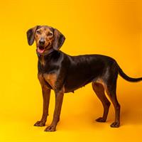 Δίνεται για υιοθεσία - χαρίζεται σκυλίτσα Greek Harehound - Ελληνικός Ιχνηλάτης