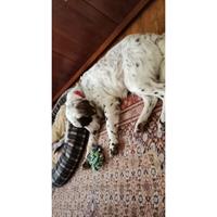 Δίνεται για υιοθεσία - χαρίζεται ημίαιμος σκυλάκος Irish Setter - Αγγλικό Σέτερ