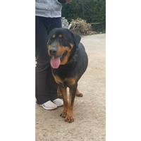 Δίνεται για υιοθεσία - χαρίζεται σκυλάκος Rottweiler - Ροτβάιλερ