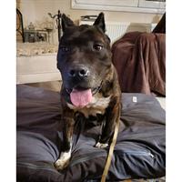 Δίνεται για υιοθεσία - χαρίζεται ημίαιμη σκυλίτσα Bandog - Μπαντόγκ