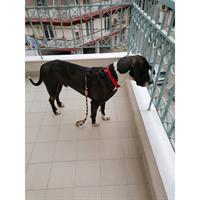 Δίνεται για υιοθεσία - χαρίζεται ημίαιμος σκυλάκος Bull Mastiff - Μπουλ Μαστίφ 