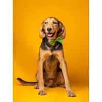 Δίνεται για υιοθεσία - χαρίζεται ημίαιμος σκυλάκος Greek Harehound - Ελληνικός Ιχνηλάτης