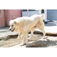 Δίνεται για υιοθεσία - χαρίζεται σκυλίτσα Greek White Sheepdog - Λευκό Ελληνικό Τσοπανόσκυλο