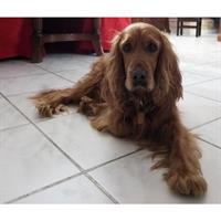 Δίνεται για υιοθεσία - χαρίζεται σκυλάκος Coker Spaniel - Κόκερ Σπάνιελ