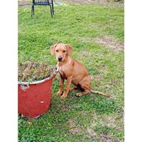 Δίνεται για υιοθεσία - χαρίζεται σκυλάκος Vizsla - Βιζλα